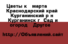 Цветы к 8 марта!!!!  - Краснодарский край, Курганинский р-н, Курганинск г. Сад и огород » Другое   